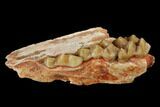 Eocene Ruminant (Lophiomeryx) Jaw Section - Quercy, France #181284-2